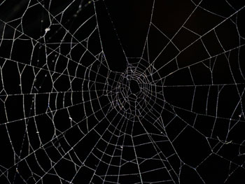 Image of Spider Web